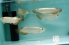 Premium-High-Gold-Cross-Back-Arowana-for-sale